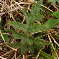 Valeriana moonii Arn. ex C.B.Clarke